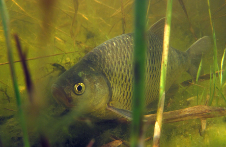 Nerfling (Leuciscus idus) - © Gernot Kunz